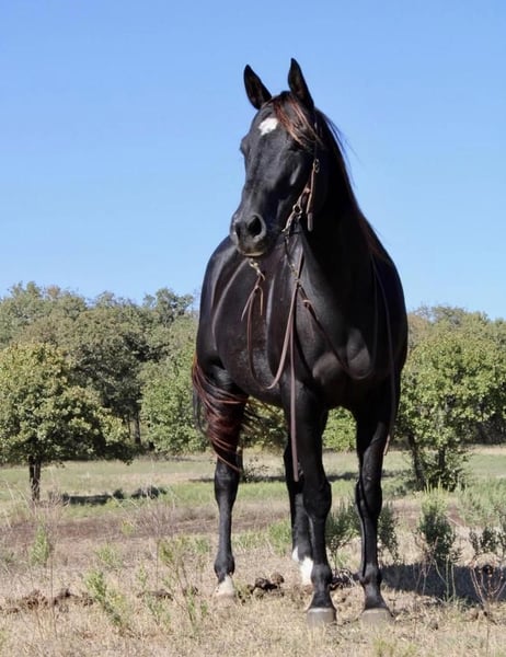 quarter horse black