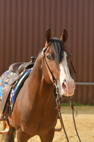 American Quarter Horse, Hengst in Geilenkirchen