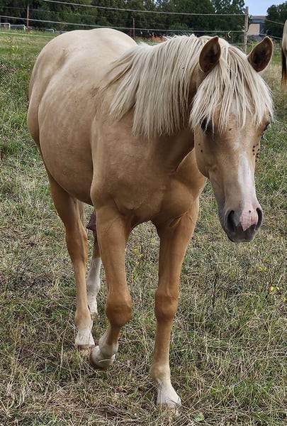 American Quarter Horse, Hengst in Müglitztal