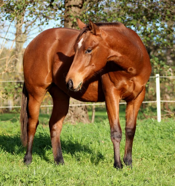 American Quarter Horse, Hengst in Stade