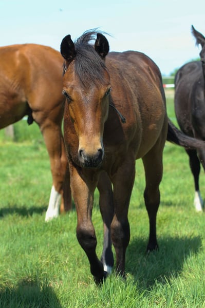 American Quarter Horse, Hengst in Celle