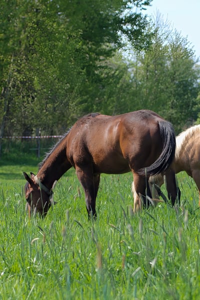 American Quarter Horse, Hengst in Celle