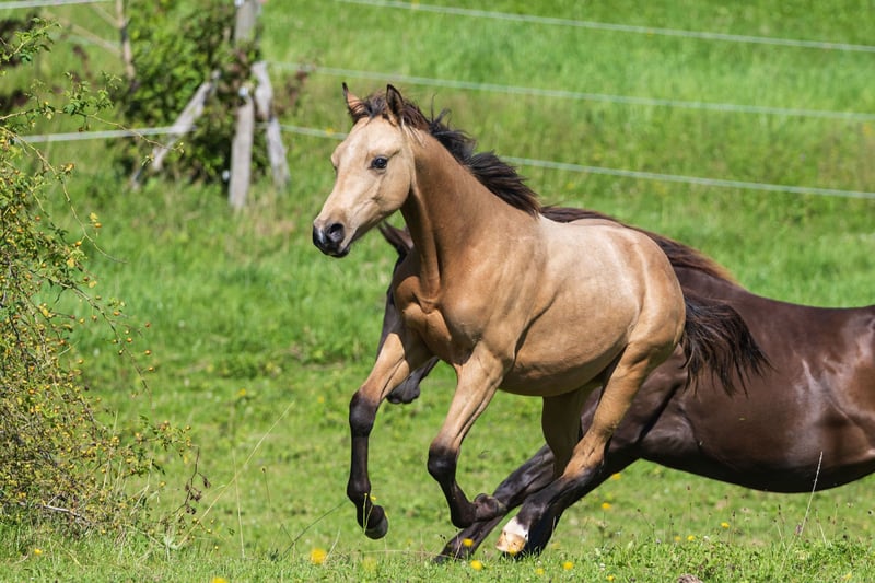 American Quarter Horse, Hengst in Dietenheim