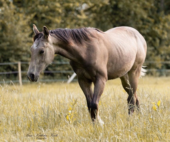 American Quarter Horse, Hengst in Erkelenz