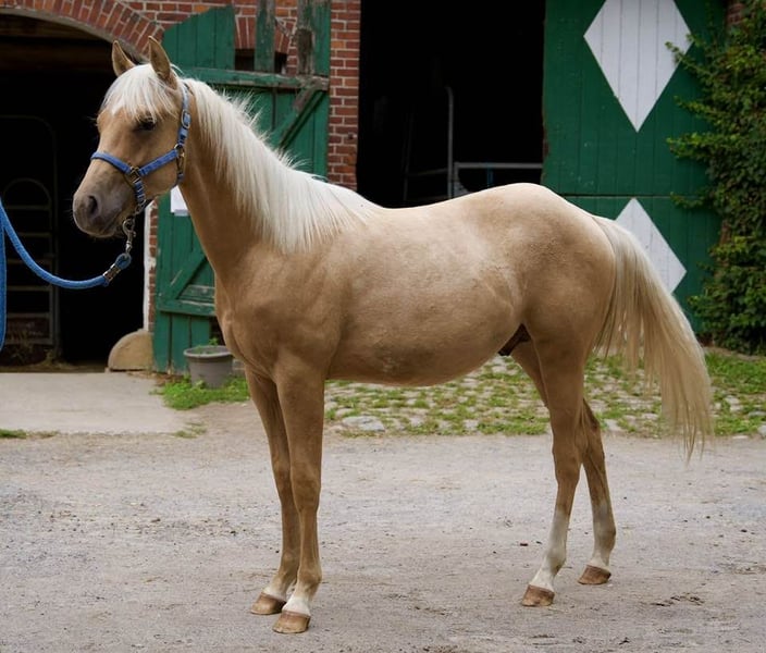 American Quarter Horse, Hengst in Lüdinghausen