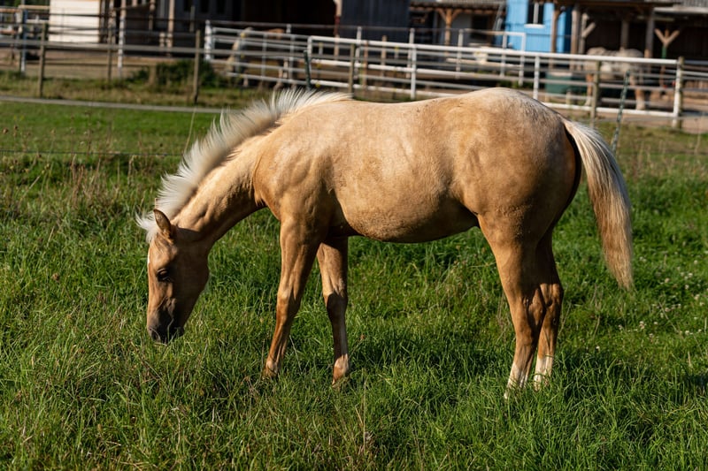 American Quarter Horse, Hengst in Lüdinghausen