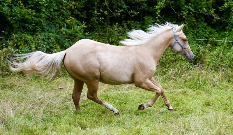 American Quarter Horse, Hengst in Lüdinghausen