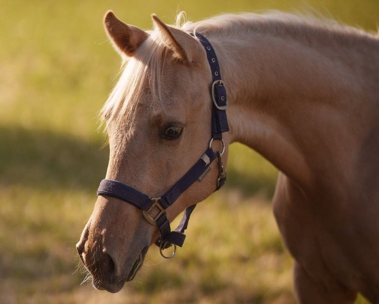 American Quarter Horse, Hengst in Clausthal-Zellerfeld