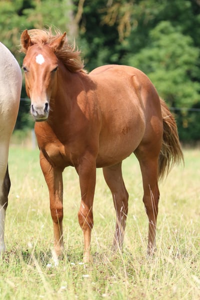American Quarter Horse, Hengst in Elmenhorst-Lichtenhagen