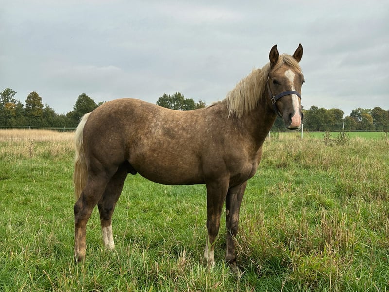 American Quarter Horse, Hengst in Haren