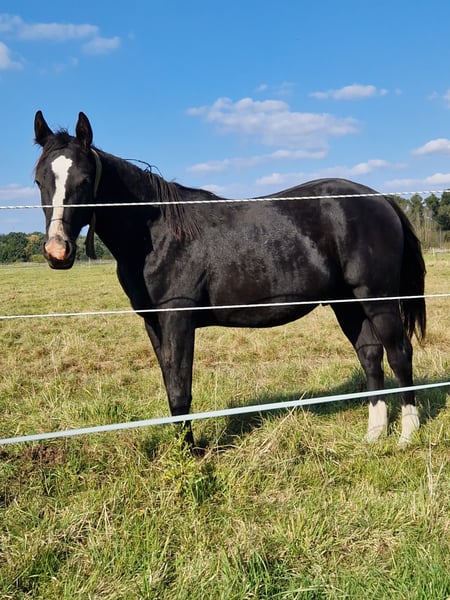 American Quarter Horse, Hengst in Celle