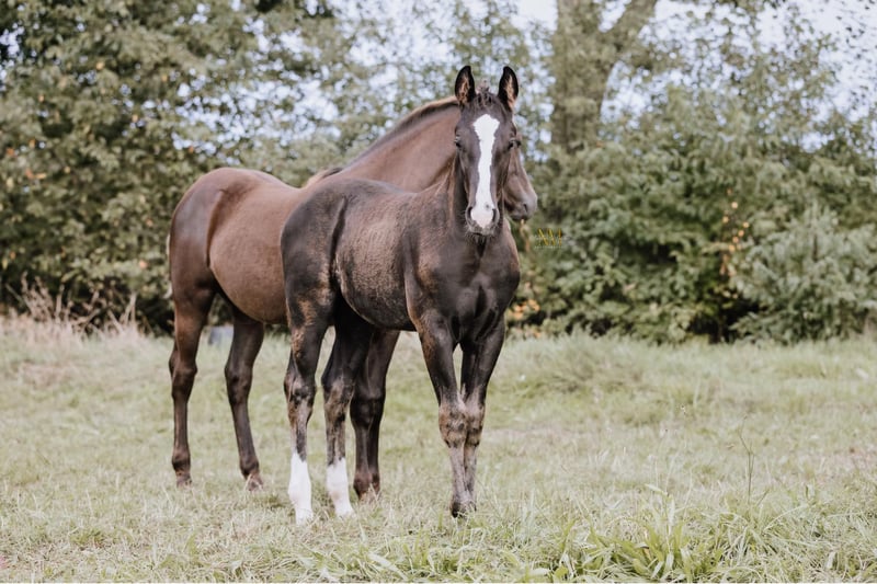 American Quarter Horse, Hengst in Celle