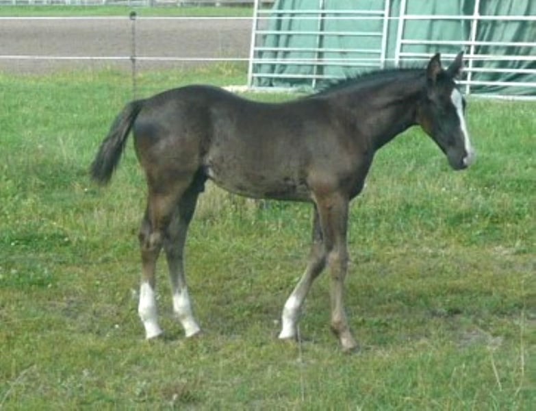 American Quarter Horse, Hengst in Celle