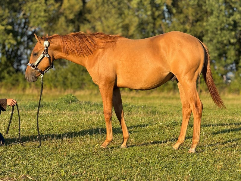 American Quarter Horse, Hengst in Elmenhorst-Lichtenhagen