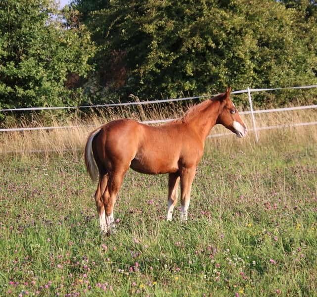 American Quarter Horse, Hengst in Breitenbach