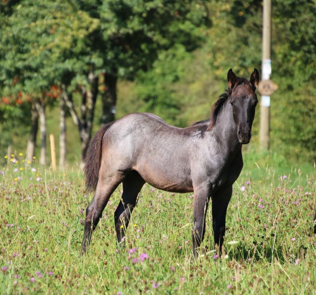 American Quarter Horse, Hengst in Breitenbach