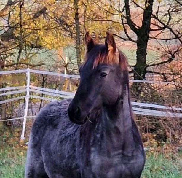American Quarter Horse, Hengst in Breitenbach
