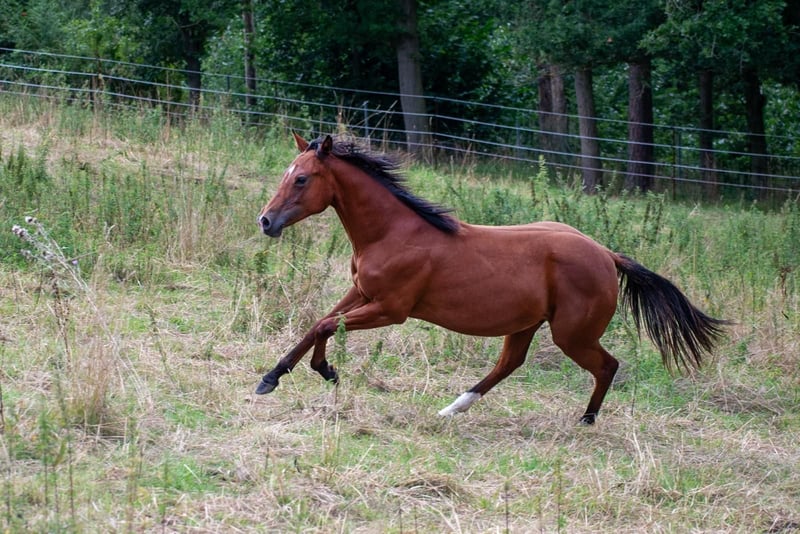 American Quarter Horse, Hengst in Zeulenroda-Triebes