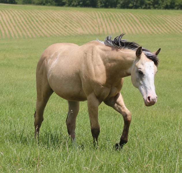 American Quarter Horse, Hengst in Laubach