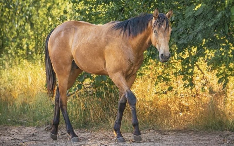 American Quarter Horse, Hengst in Sankt Leon-Rot
