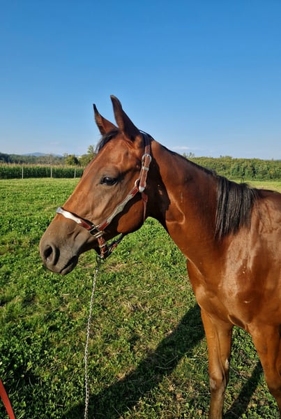 American Quarter Horse, Hengst in Rheinfelden