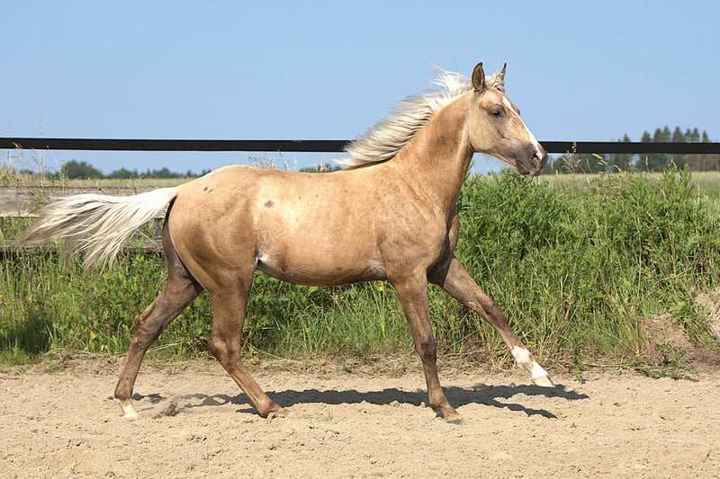 American Quarter Horse, Hengst in Biberach an der Riß