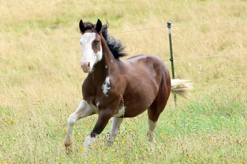 American Quarter Horse, Hengst in Geiselwind