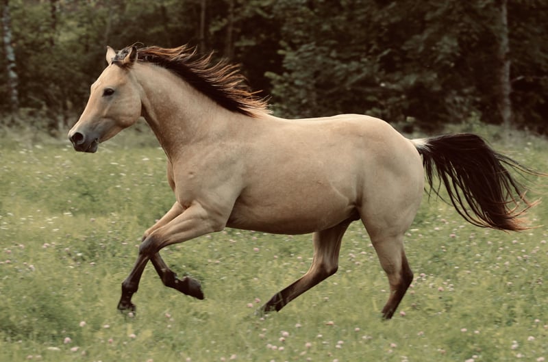 American Quarter Horse, Hengst in Waldshut-Tiengen