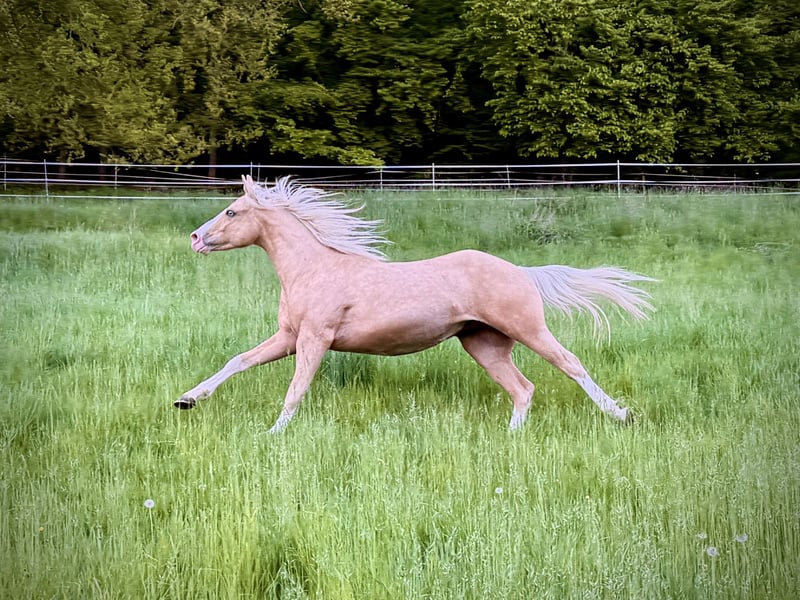 American Quarter Horse, Hengst in Liebenau