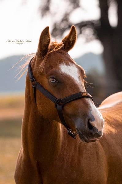 American Quarter Horse, Hengst in Lahn
