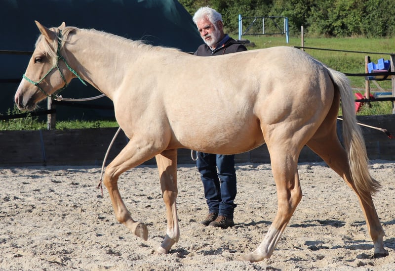 American Quarter Horse, Hengst in Müglitztal
