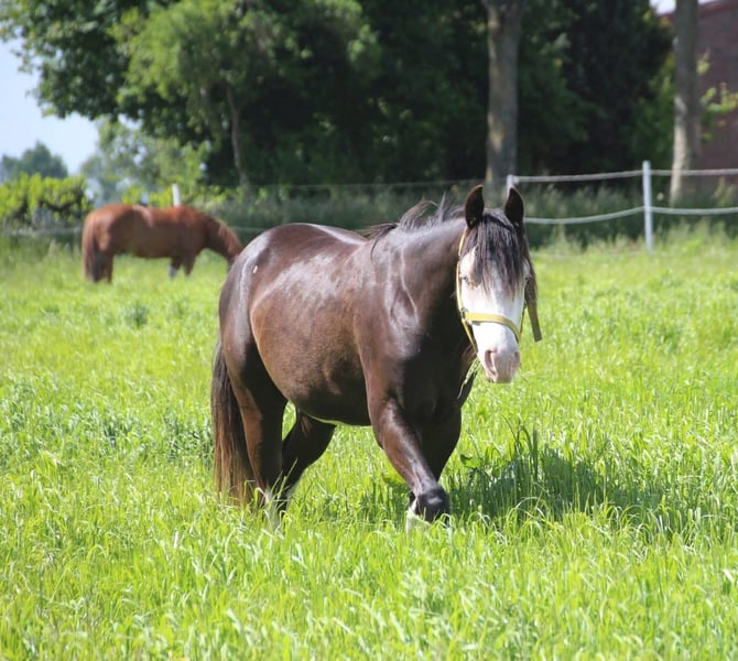 American Quarter Horse, Hengst in Rhede