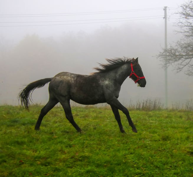American Quarter Horse, Hengst in Breitenbach