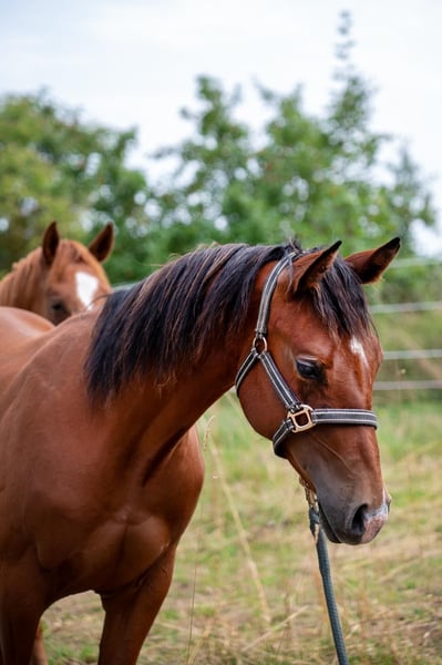 American Quarter Horse, Hengst in Zeulenroda-Triebes