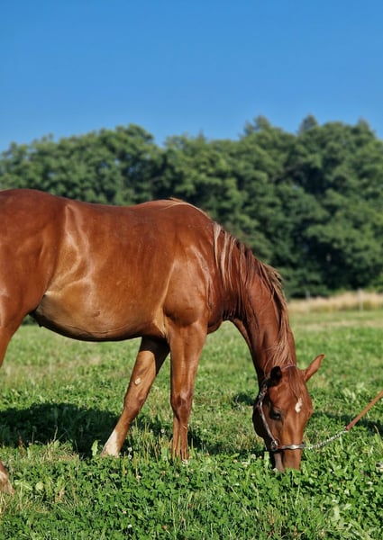 American Quarter Horse, Hengst in Rheinfelden