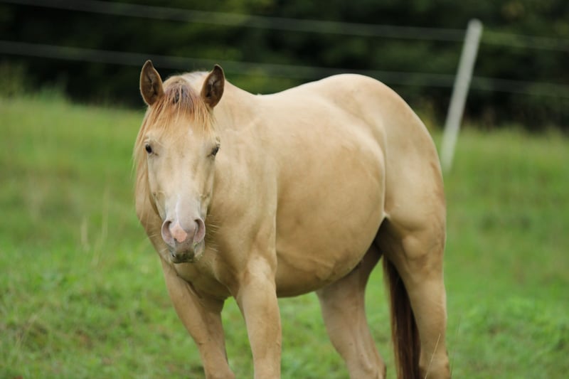 American Quarter Horse, Hengst in Waldshut-Tiengen