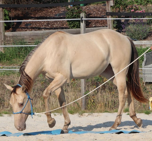 American Quarter Horse, Hengst in Müglitztal