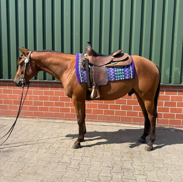 American Quarter Horse, Hengst in Haren