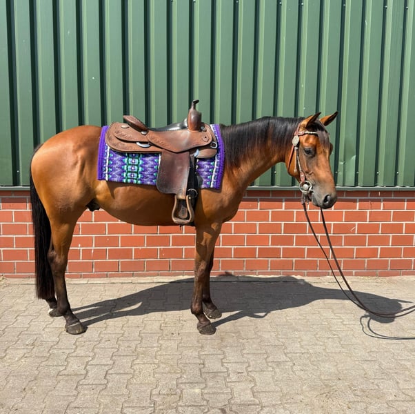 American Quarter Horse, Hengst in Haren