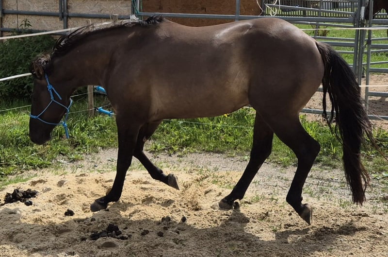 American Quarter Horse, Hengst in Tann