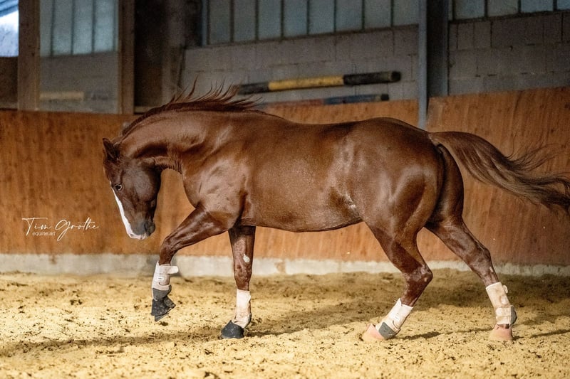 American Quarter Horse, Hengst in Nohfelden