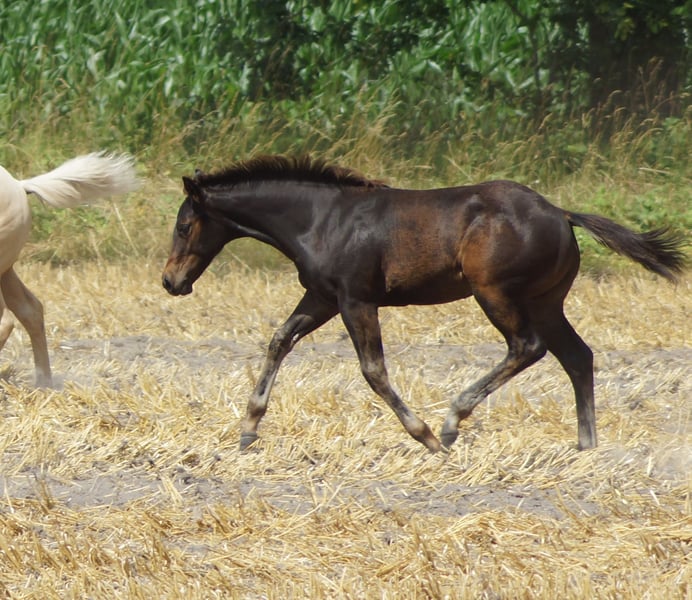 American Quarter Horse, Hengst in Linsburg