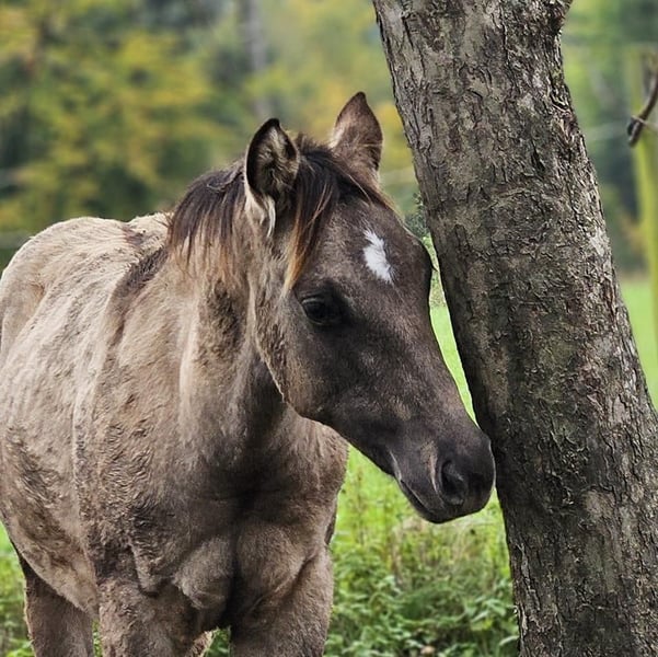 American Quarter Horse, Hengst in Halfing