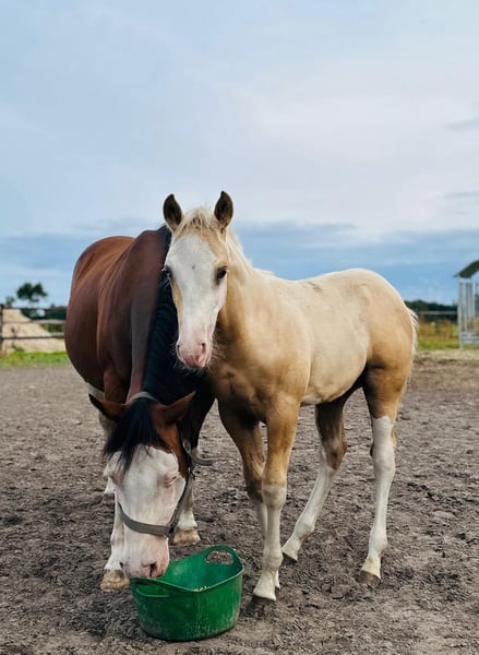 American Quarter Horse, Hengst in Haren