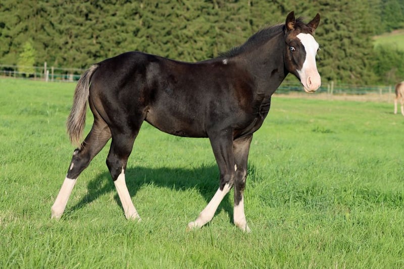American Quarter Horse, Hengst in Hellenthal