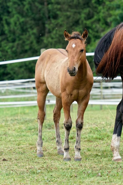American Quarter Horse, Hengst in Dahlem