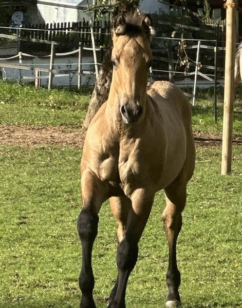American Quarter Horse, Hengst in Miltenberg