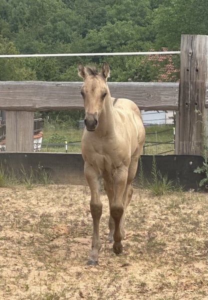 American Quarter Horse, Hengst in Miltenberg