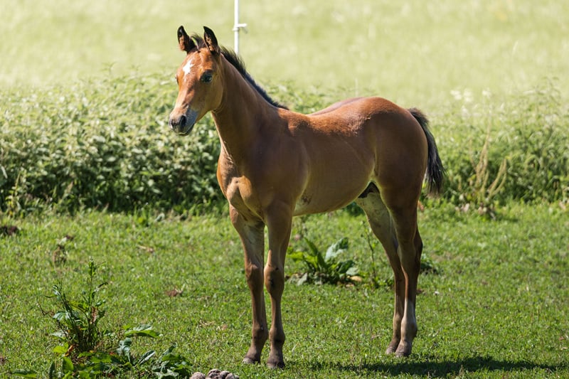 American Quarter Horse, Hengst in Dietenheim