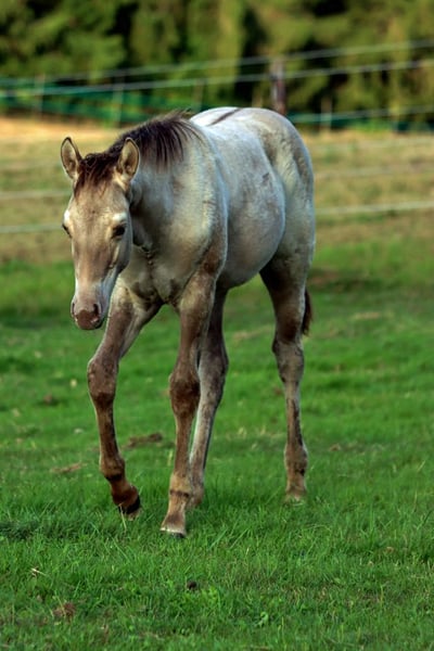American Quarter Horse, Hengst in Hellenthal